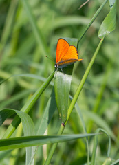 Lycaena dispar