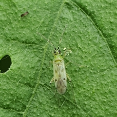 Nesidiocoris tenuis