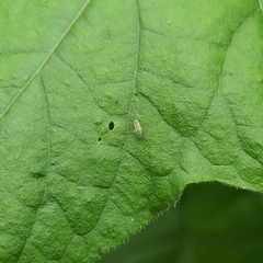 Nesidiocoris tenuis