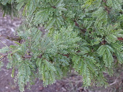 Vachellia natalitia