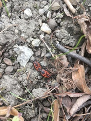 Pyrrhocoris apterus