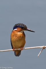 Corythornis vintsioides