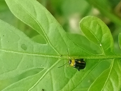 Thrasychroma albicollis