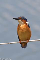 Corythornis vintsioides