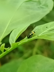 Thrasychroma albicollis