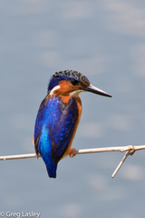 Corythornis vintsioides