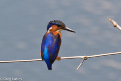 Corythornis vintsioides