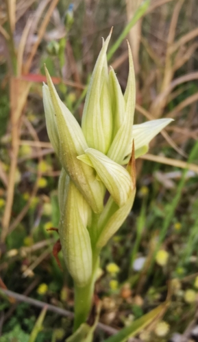 Lesser Tongue-orchid