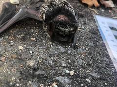 Vespertilio sinensis