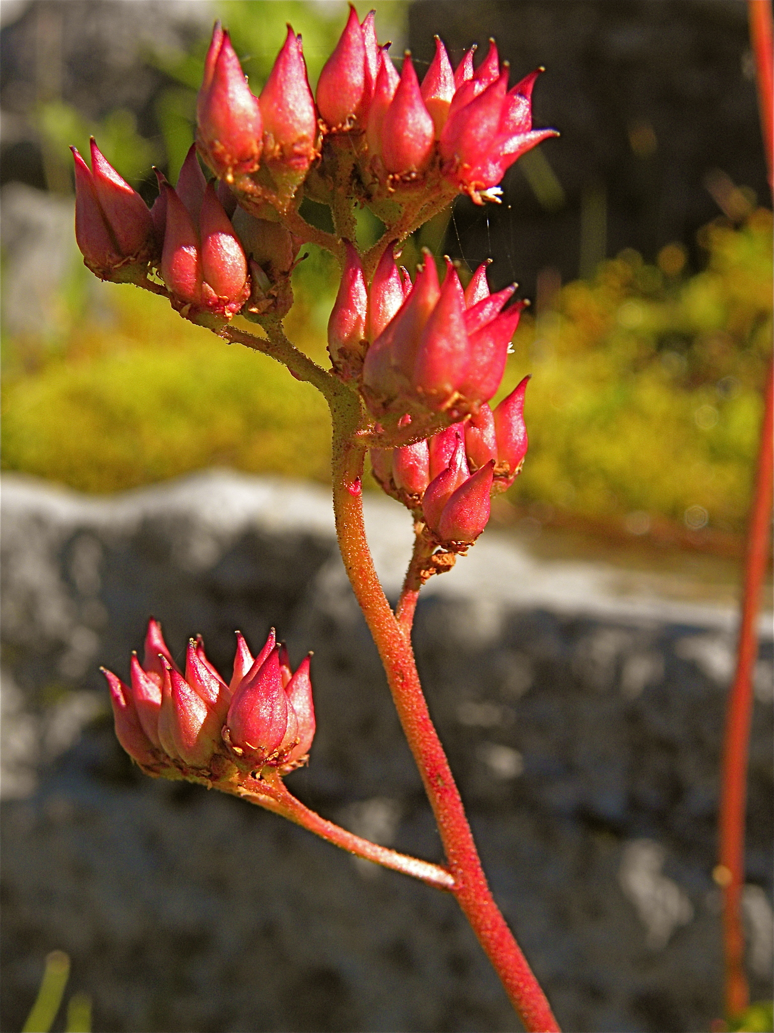 Leptarrhena