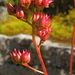 Leptarrhena pyrolifolia - Photo (c) Peter Stevens, algunos derechos reservados (CC BY)