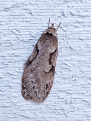 Semioscopis steinkellneriana