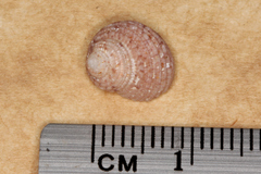 Herpetopoma