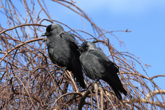Corvus monedula