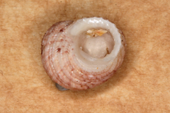 Herpetopoma