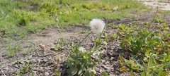 Urospermum picroides