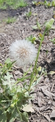 Urospermum picroides