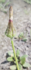 Urospermum picroides