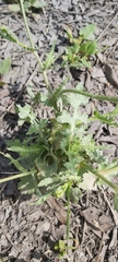 Urospermum picroides