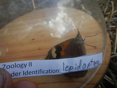 Heteronympha merope
