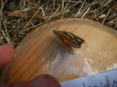 Heteronympha merope