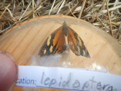 Heteronympha merope