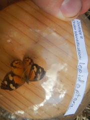 Heteronympha merope