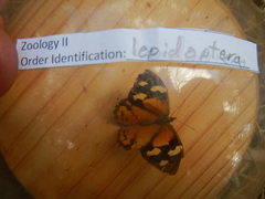 Heteronympha merope