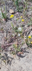 Senecio glaucus