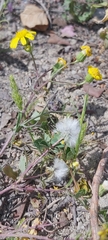 Senecio glaucus
