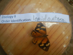 Heteronympha merope