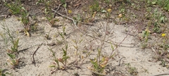 Sisymbrium irio