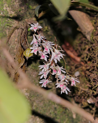 Dendrobium panduratum