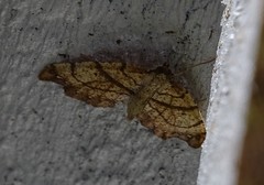 Chalastra pellurgata