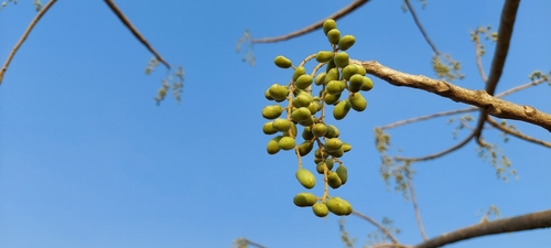 Indian Ash