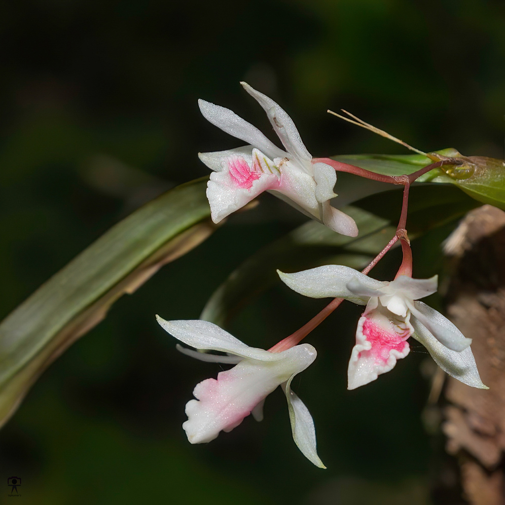 Dendrobium panduratum Lindl.