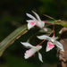 Dendrobium panduratum - Photo (c) tspkumar, some rights reserved (CC BY-NC), uploaded by tspkumar