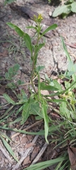 Sisymbrium irio