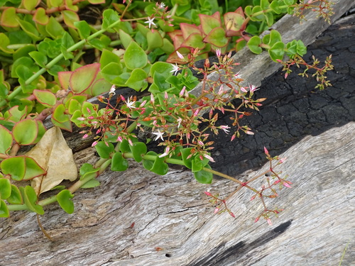 Crassula sarmentosa