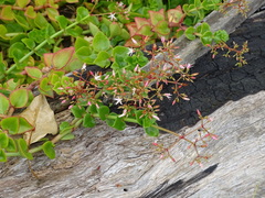 Crassula sarmentosa