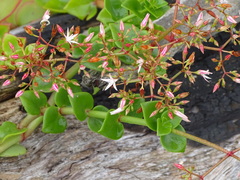 Crassula sarmentosa