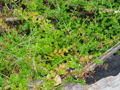 Crassula sarmentosa