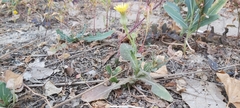 Urospermum picroides