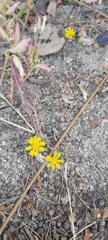 Senecio glaucus