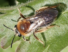 Andrena haemorrhoa