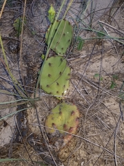 Opuntia fusco-atra