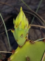 Opuntia fusco-atra