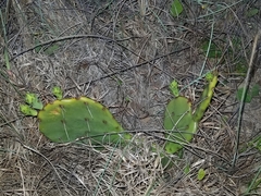 Opuntia fusco-atra