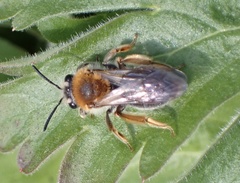 Andrena haemorrhoa