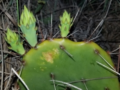 Opuntia fusco-atra
